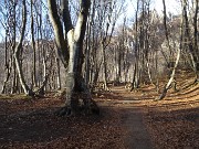 70 Nella bella faggeta